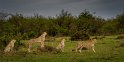 093 Masai Mara, jachtluipaarden